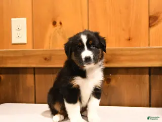 Miniature Australian Shepherd dogs for sale: Kisses - Ad 4