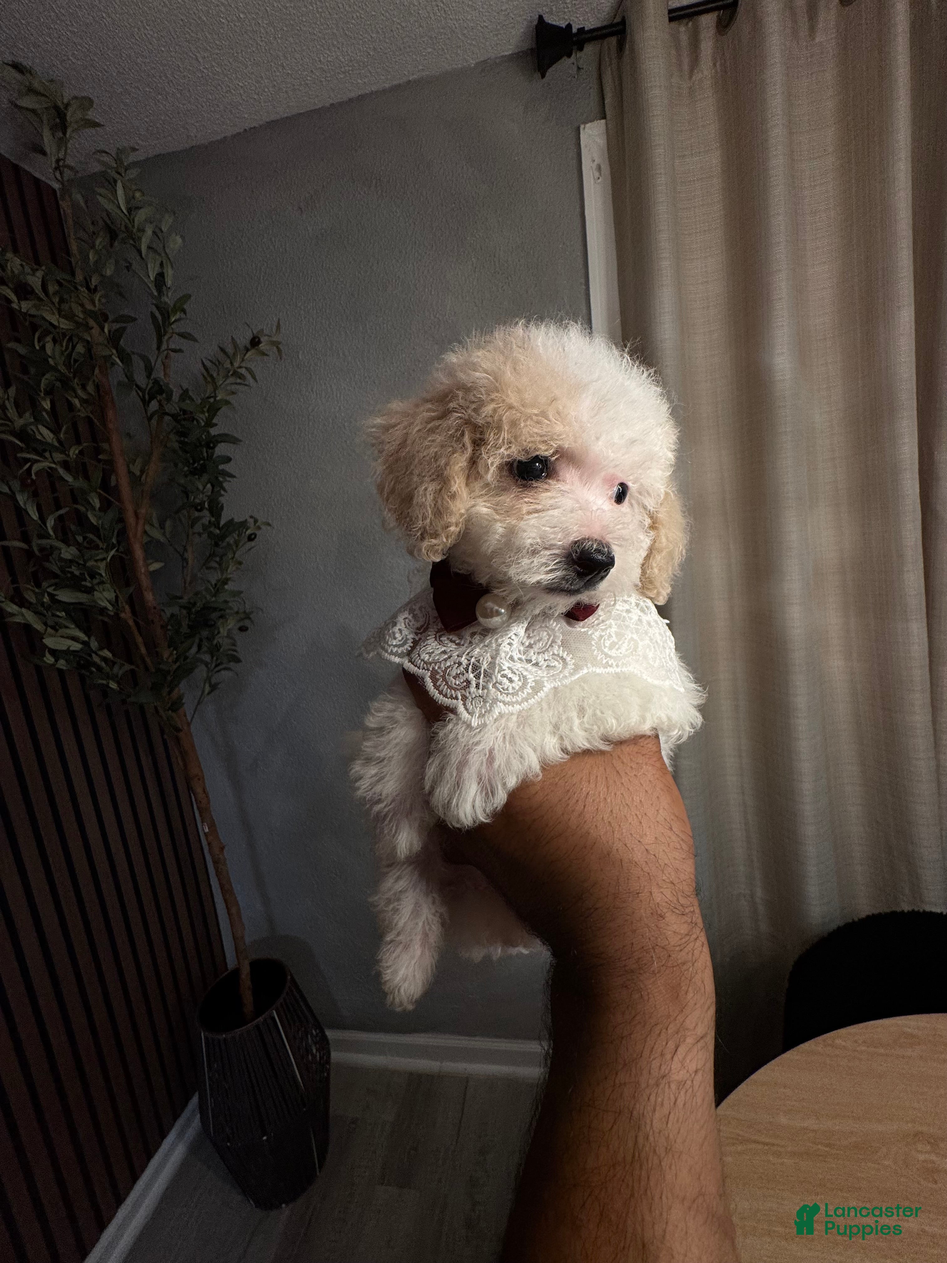 Bichpoo dogs Sofia - Ad 1