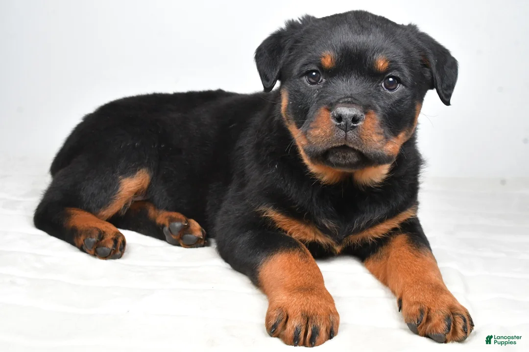 Rottweiler dogs for sale: Peggy - Ad 1