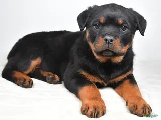 Rottweiler dogs Peggy - Ad 14