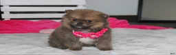 Pomeranian dogs for sale: Zara - Ad 18