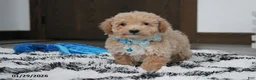 Bichpoo dogs for sale: Rolo - Ad 21