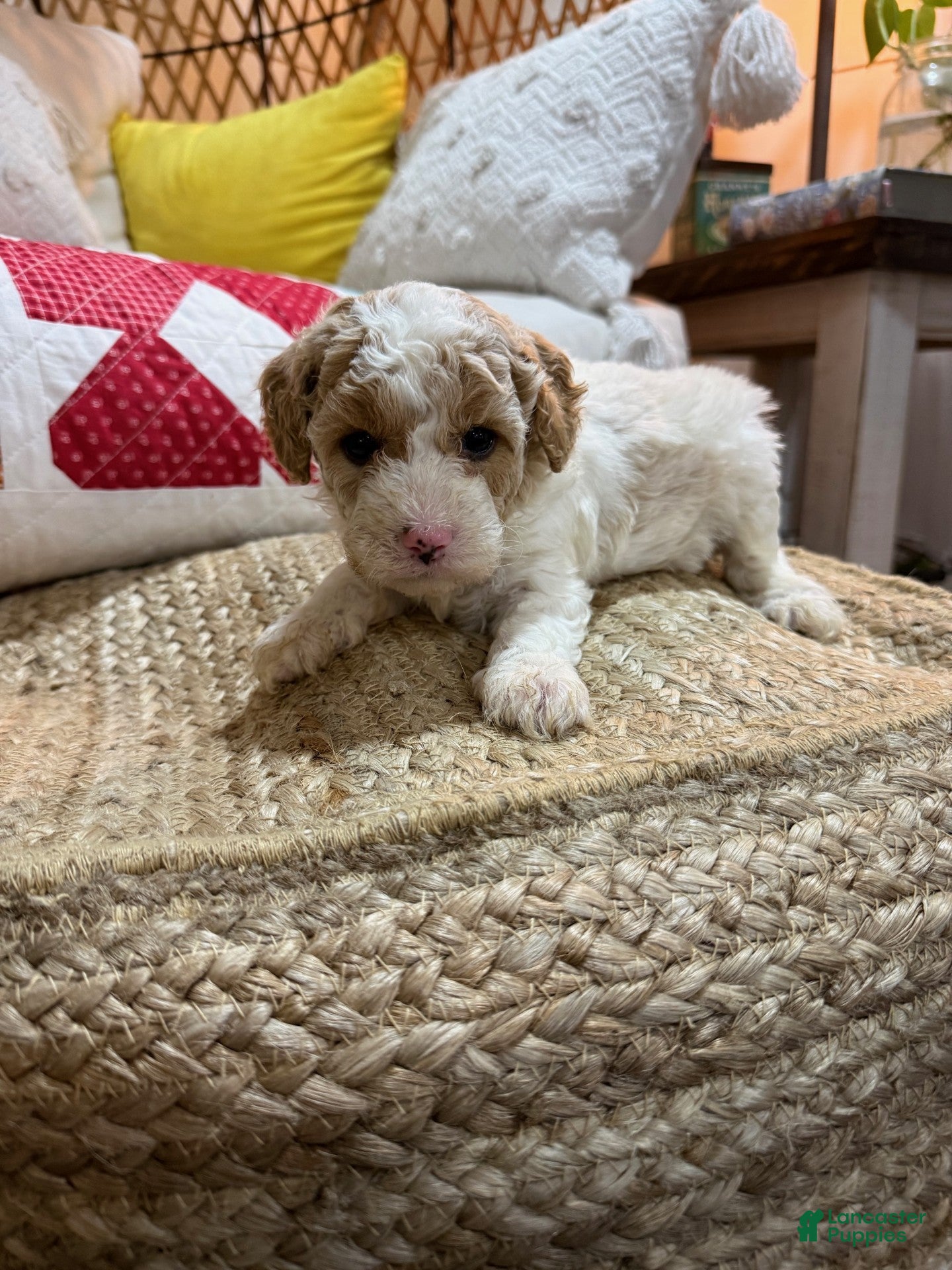 Cavapoo dogs Cooper - Ad 5