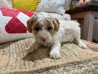 Cavapoo dogs Cooper - Ad 5