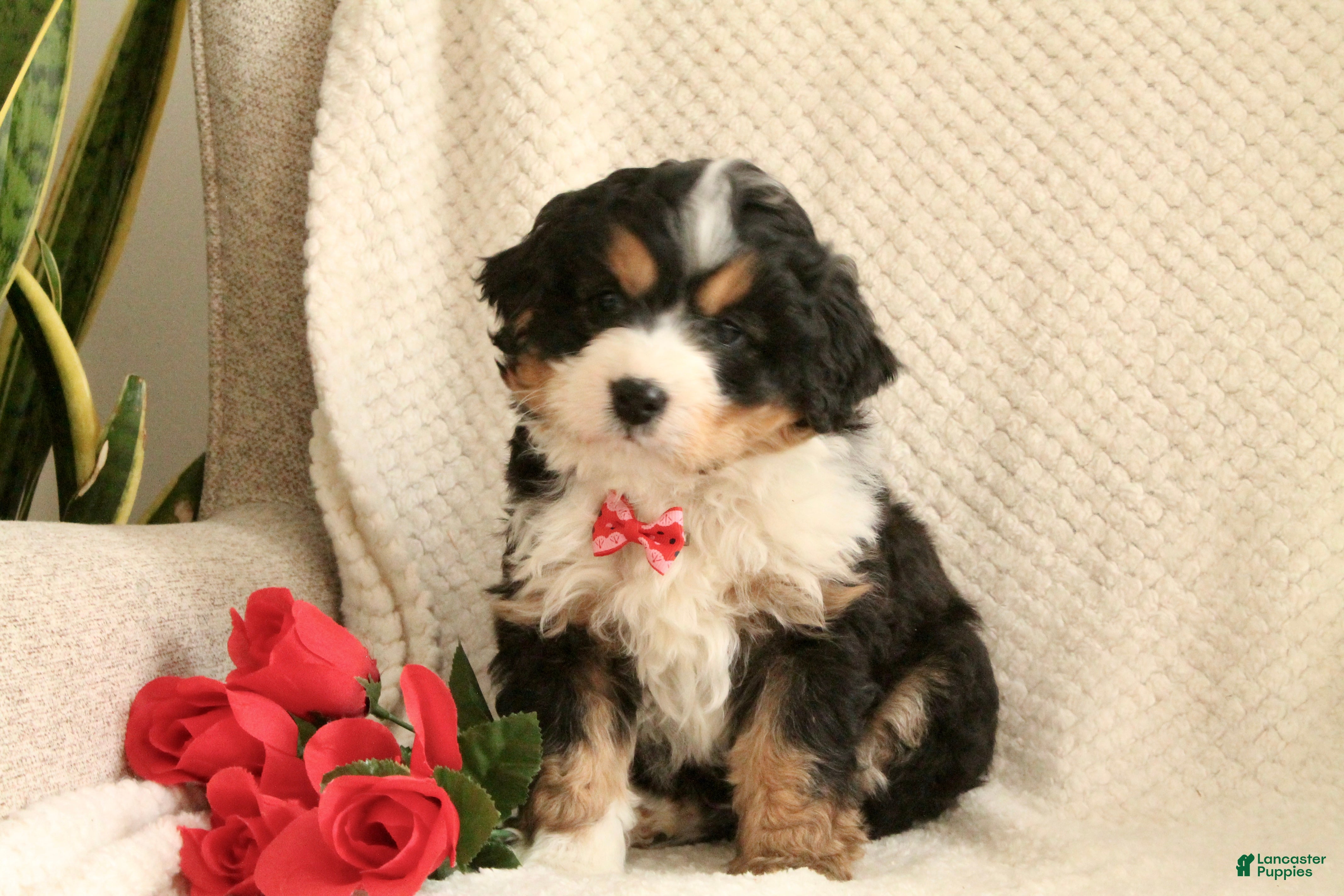 Mini Bernedoodle dogs Valentine - Ad 2