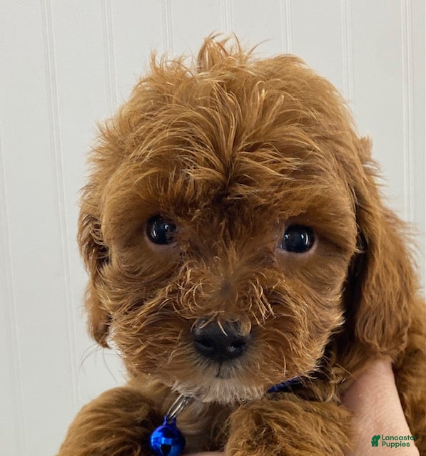 Cavapoo dogs Milo - Ad 2