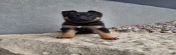 German Shepherd dogs for sale: Nikki - Ad 4