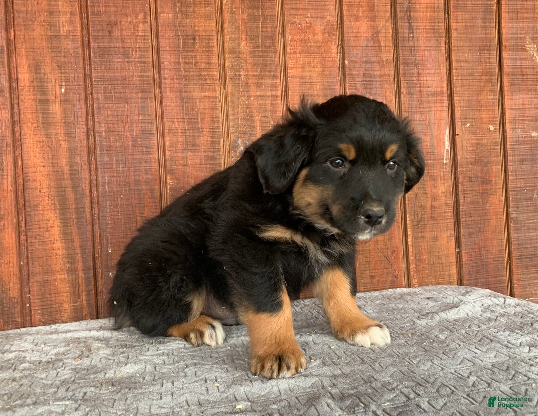Mixed Breed dogs for sale: Joe - Ad 3