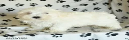 Maltese dogs for sale: Icon - Ad 2