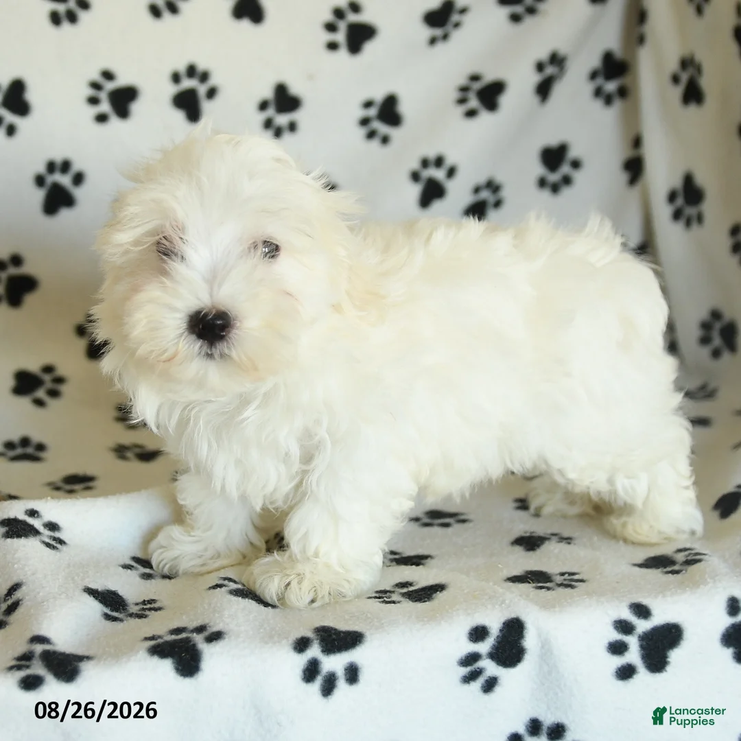 Maltese dogs for sale: Icon - Ad 2