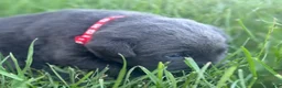 Labrador Retriever dogs for sale: Labrador Retriever 1 - Ad 7