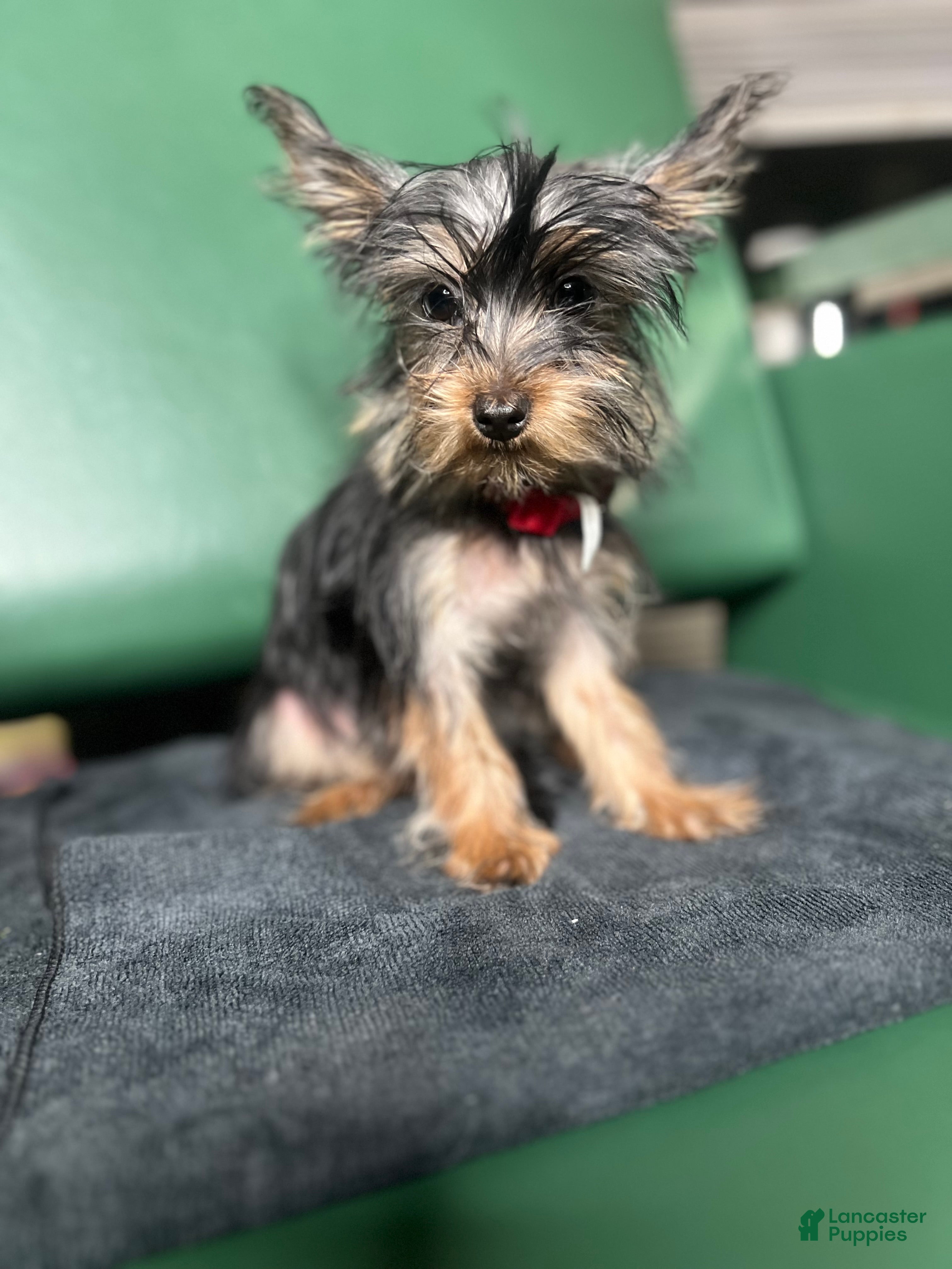 Yorkiepoo dogs Teacup Yorkie/ YorkiePin Puppy 3 - Ad 14