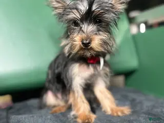 Yorkiepoo dogs Teacup Yorkie/ YorkiePin Puppy 3 - Ad 14