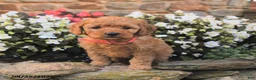 Mini Goldendoodle dogs for sale: Joy - Ad 4