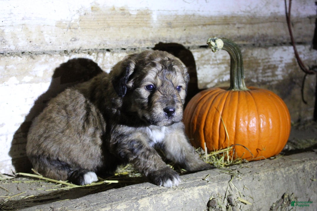 Mixed Breed dogs for sale: Canaan  - Ad 4