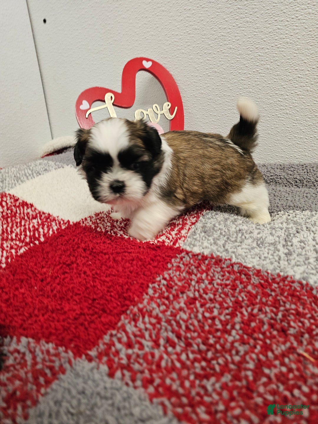 Shih Tzu dogs for sale: Gordon Ckc - Ad 7