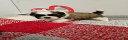 Shih Tzu dogs for sale: Gordon Ckc  - Ad 7