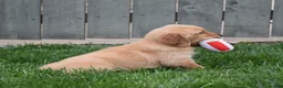 Golden Retriever dogs for sale: Gemma - Ad 3