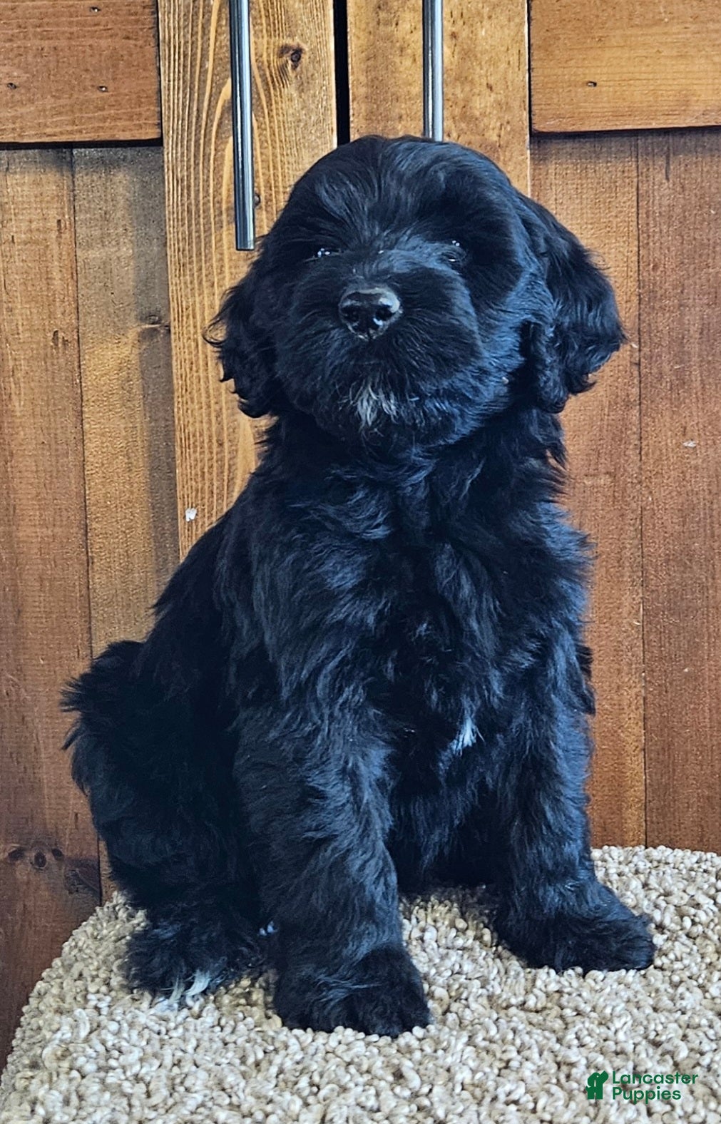 Portuguese Water Dog dogs for sale: Millicent (Millie) - Ad 2
