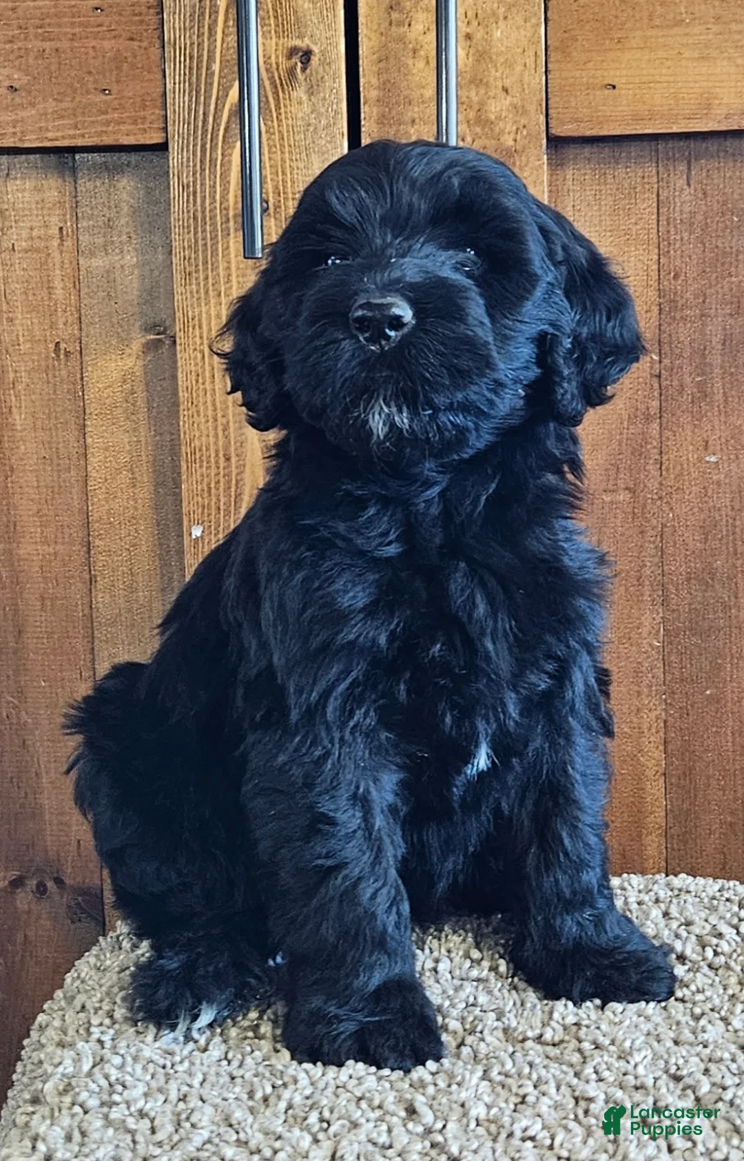 Portuguese Water Dog dogs for sale: Millicent (Millie) - Ad 2