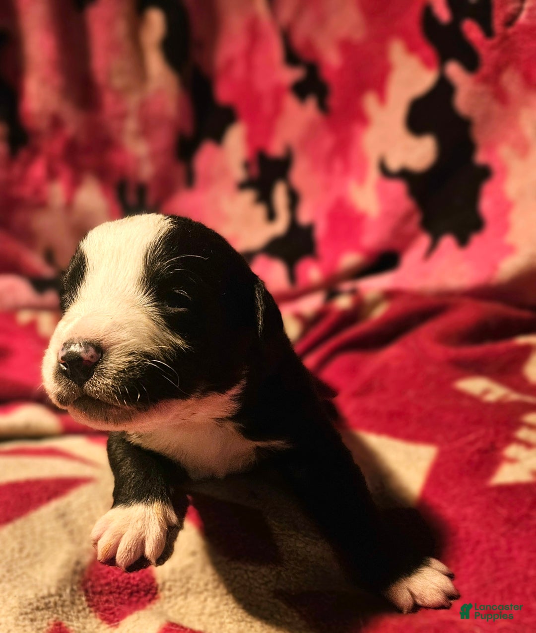 Border Collie dogs for sale: Earl - Ad 5