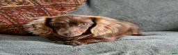 Miniature Dachshund dogs for sale: Marshall - Ad 4