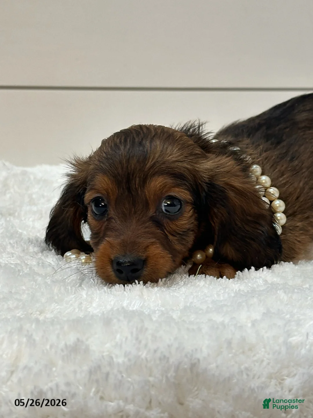 Miniature Dachshund dogs for sale: Ginger - Ad 4