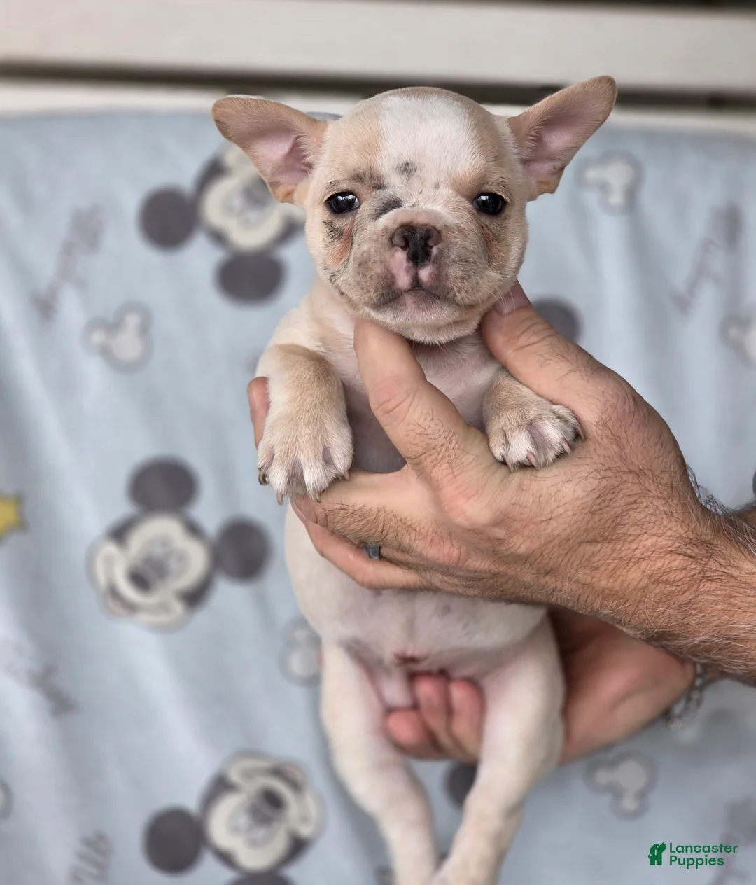 French Bulldog dogs for sale: Jill - Ad 1
