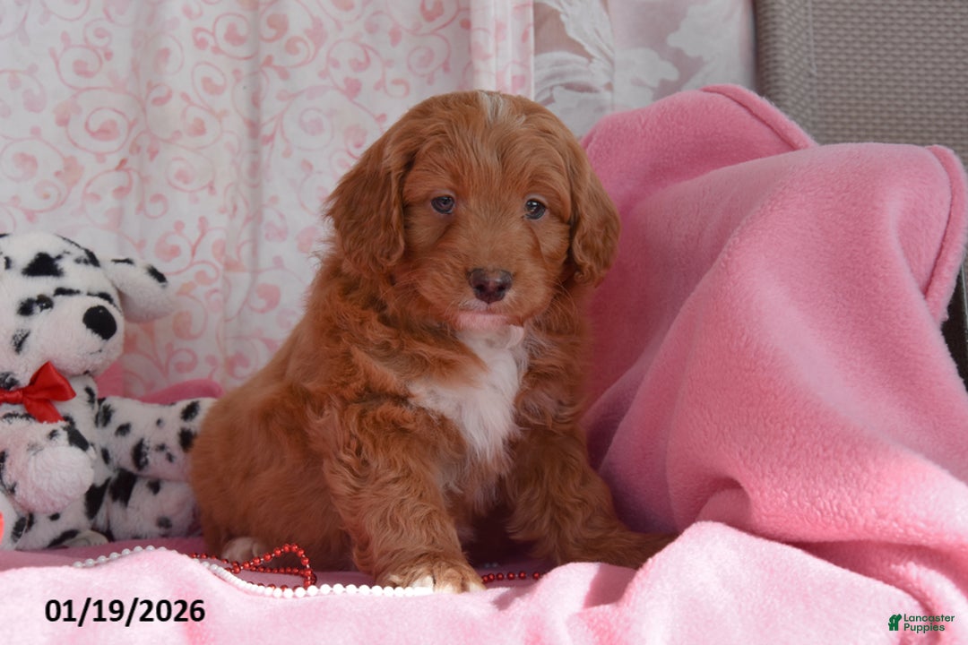 Cockapoo dogs for sale: Norman - Ad 2