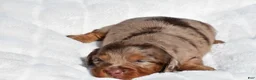 Miniature Dachshund dogs for sale: Harper - Ad 11
