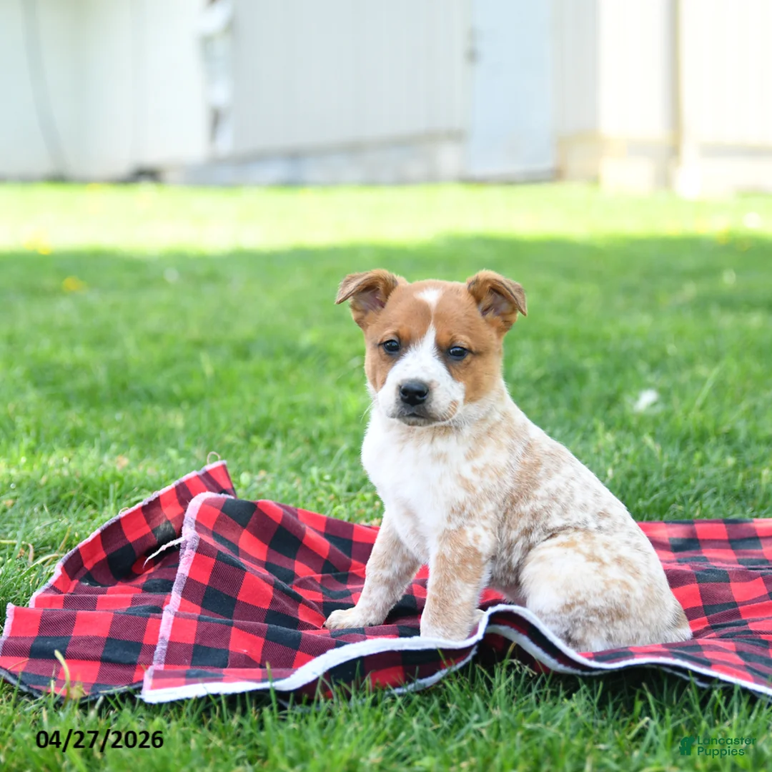 Australian Cattle Dog dogs for sale: Ranger - Ad 5