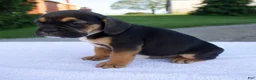 Beabull dogs for sale: Knox - Ad 4