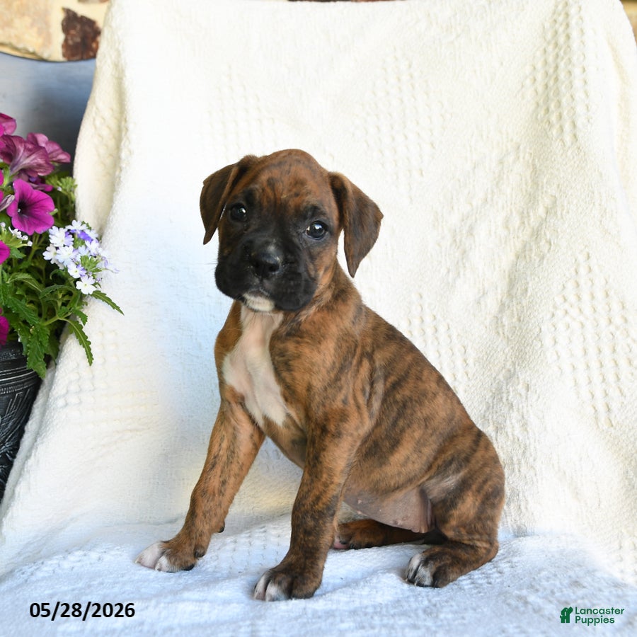 Boxer dogs Rain - Ad 1