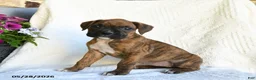 Boxer dogs for sale: Rain - Ad 1
