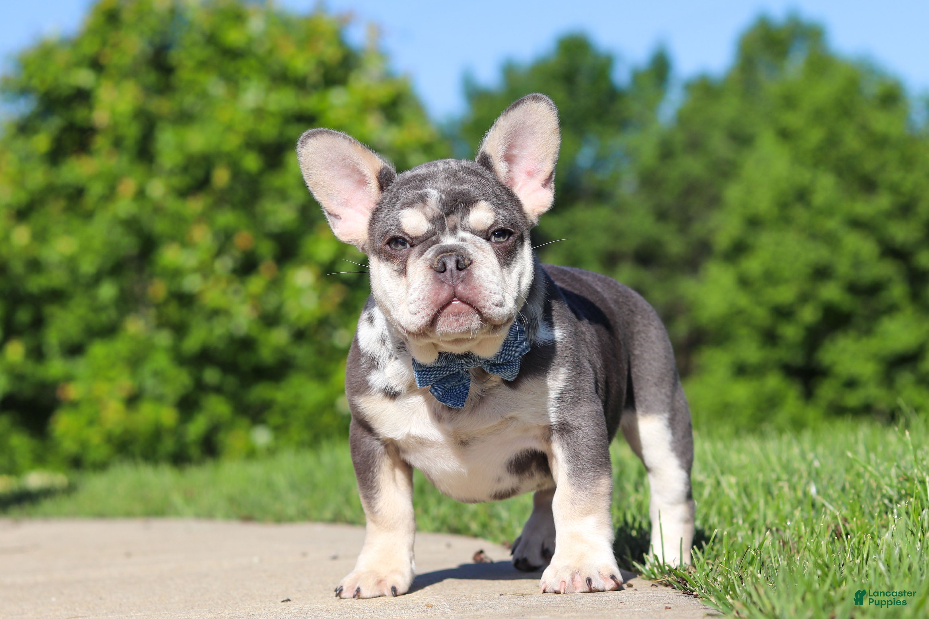 French Bulldog dogs for sale: Koda - Ad 5