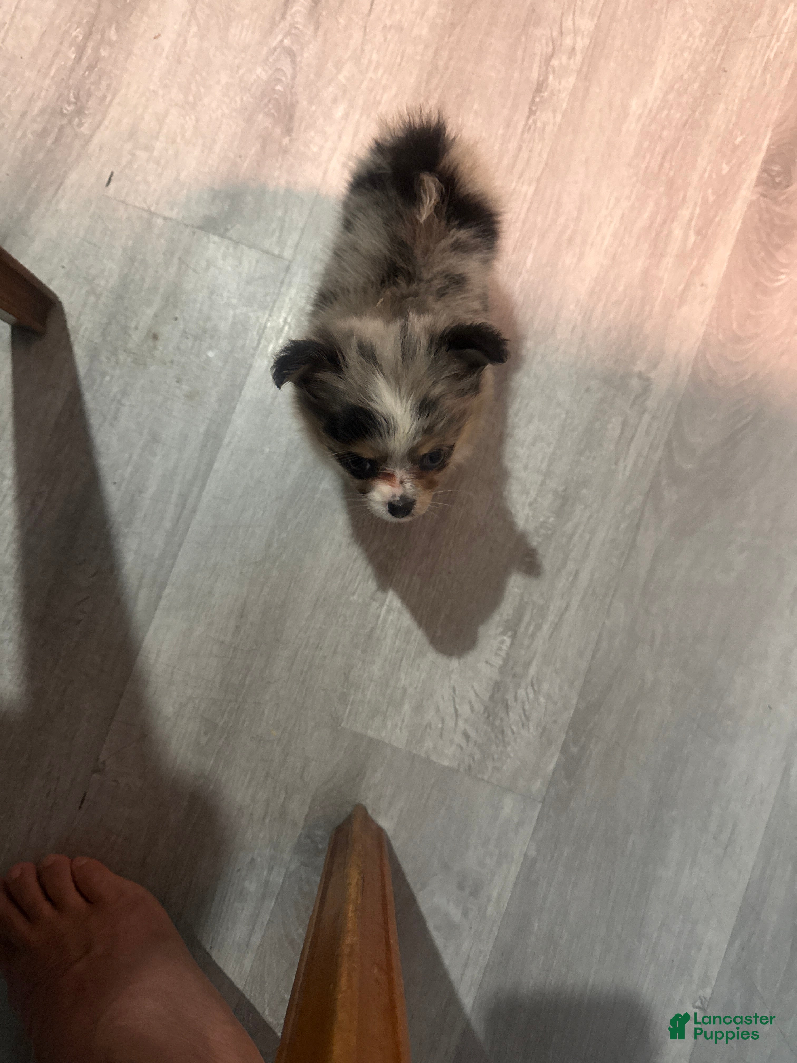 Pomeranian dogs for sale: Princes - Ad 41