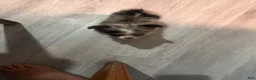 Pomeranian dogs for sale: Princes - Ad 1