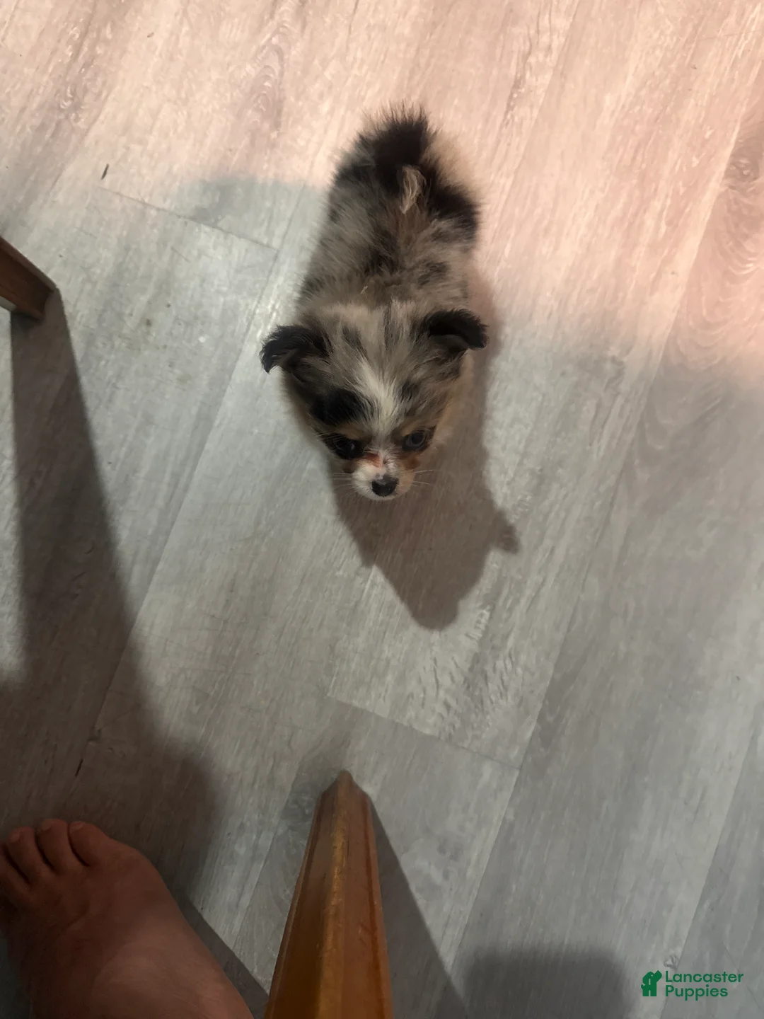 Pomeranian dogs for sale: Princes - Ad 1