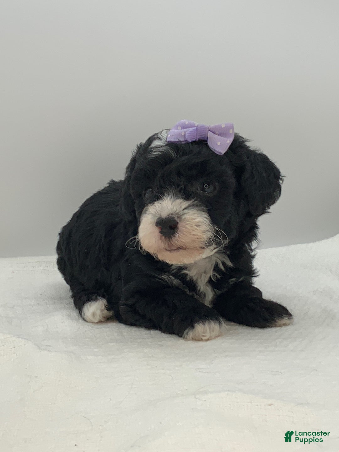 Toy Poodle dogs for sale: Kisses - Ad 3