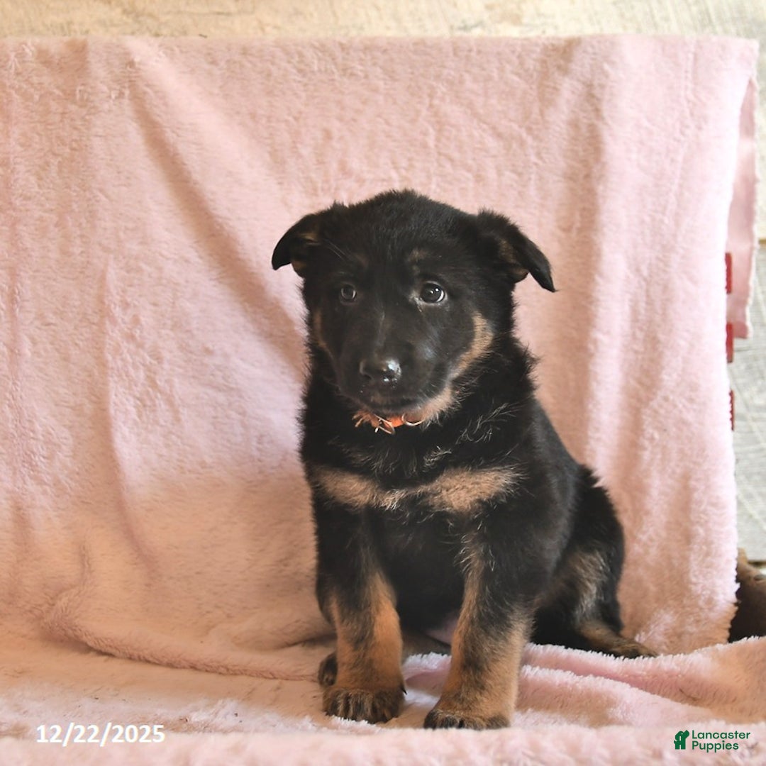 German Shepherd dogs for sale: Buttercup  - Ad 3