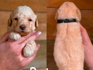 Saint Berdoodles dogs - Ad 17