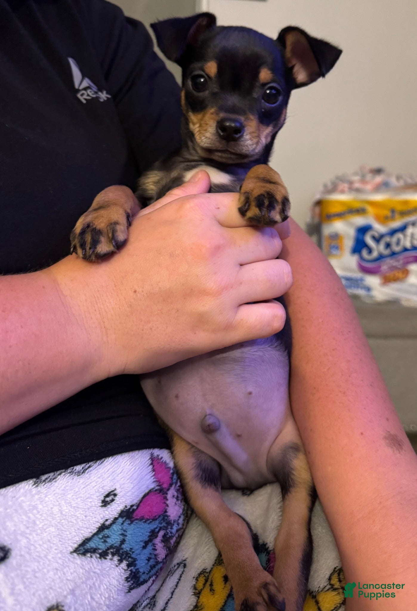 Chihuahua dogs Chihuahua Puppy 1 - Ad 29