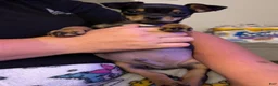 Chihuahua dogs for sale: Chihuahua Puppy 1 - Ad 1