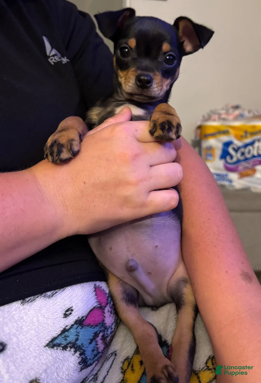 Chihuahua dogs for sale: Chihuahua Puppy 1 - Ad 1