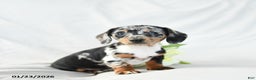 Miniature Dachshund dogs for sale: Oreo - Ad 3