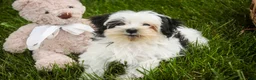 Havanese dogs for sale: Precious - Ad 8