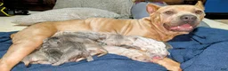 Cane Corso dogs for sale: Cane Corso 10 - Ad 1