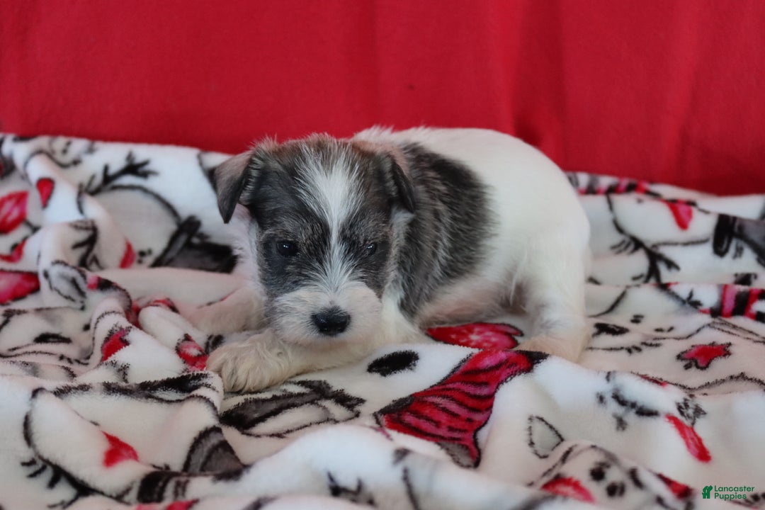 Miniature Schnauzer dogs for sale: tara - Ad 2