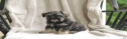 Miniature Schnauzer dogs for sale: Percy - Ad 4
