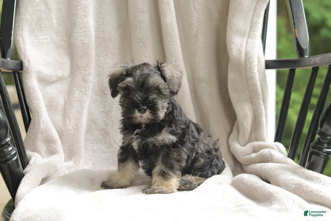 Miniature Schnauzer dogs for sale: Percy - Ad 4